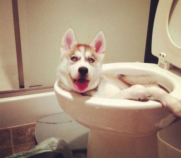 собака в спа туалете