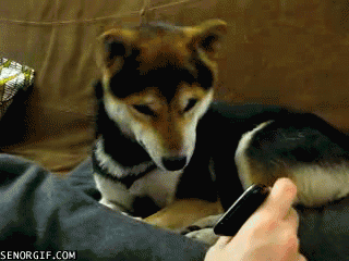 собака и айфон